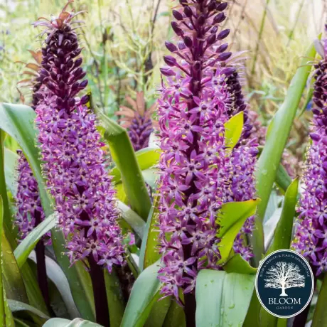 Bulbi de Eucomis Pink