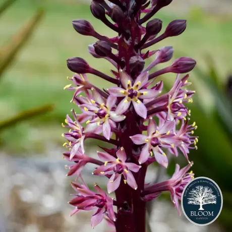 Bulbi de Eucomis Purple Reign