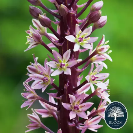 Bulbi de Eucomis Sparkling Burgundy