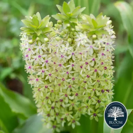 Bulbi de Eucomis Yellow White