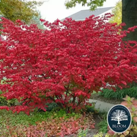 Euonymus Alatus Compactus