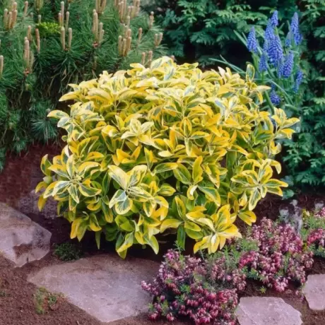 Euonymus - Aurea - Ghiveci - Inaltime 15 - 20 cm