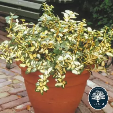 Euonymus Blondy Vandeputte