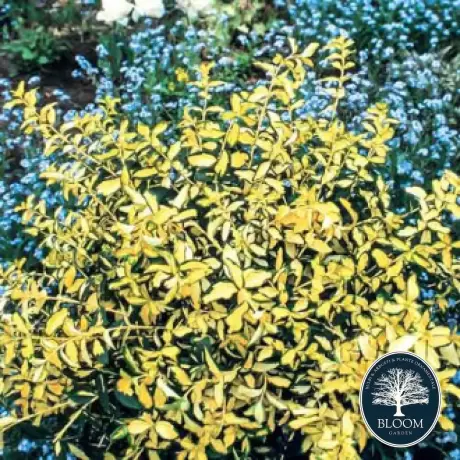 Euonymus Fortunei Blondy