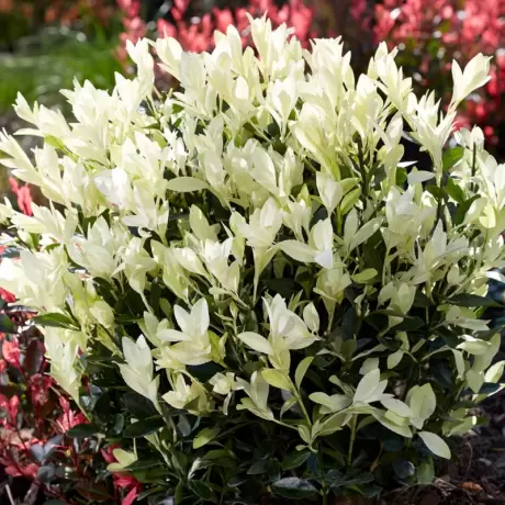 Euonymus - Himalaya - Ghiveci - Inaltime 15 - 20 cm