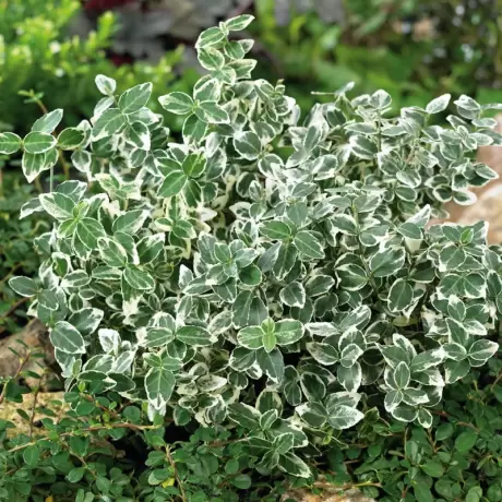 Euonymus - Silver - Ghiveci - Inaltime 15 - 20 cm