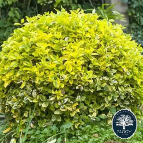 Euonymus Sunshine