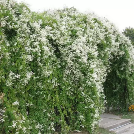 Fallopia Aubertii - Ghiveci 2 l - Înălțime 40 - 50 cm