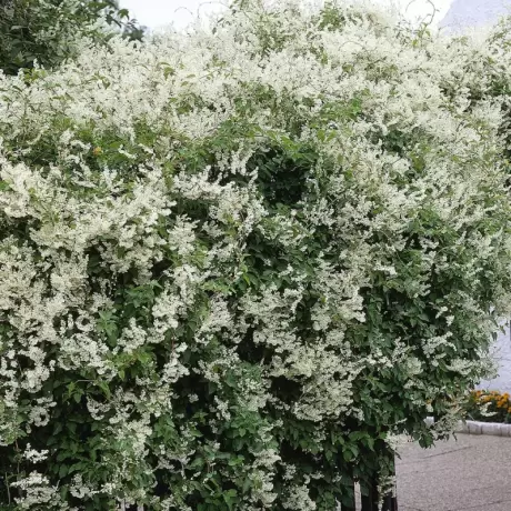 Fallopia Aubertii - Ghiveci 2 l - Înălțime 40 - 50 cm