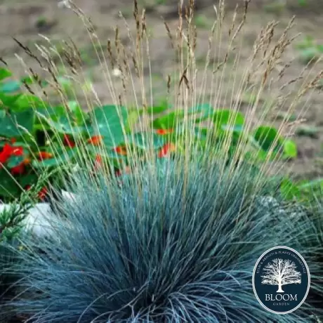 Festuca Glauca Iarba Albastra Festina - Ghiveci de 2 l - Inaltime 30 - 40 cm