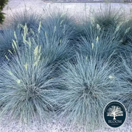 Festuca Glauca Iarba Albastra Ice Blue - Ghiveci de 2 l - Inaltime 30 - 40 cm