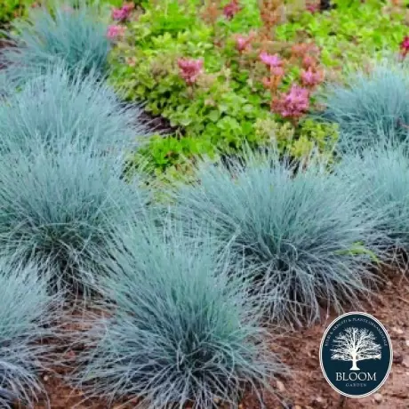 Festuca Glauca Iarba Albastra - Ghiveci de 2 l - Inaltime 30 - 40 cm