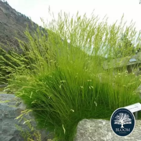 Festuca Ovina Paiusul Oilor - Ghiveci de 2 l - Inaltime 30 - 40 cm