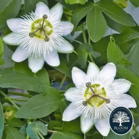 Passiflora (Floarea Pasiunii) White Hybrid - Ghiveci 2 l - Inaltime 40 - 50 cm