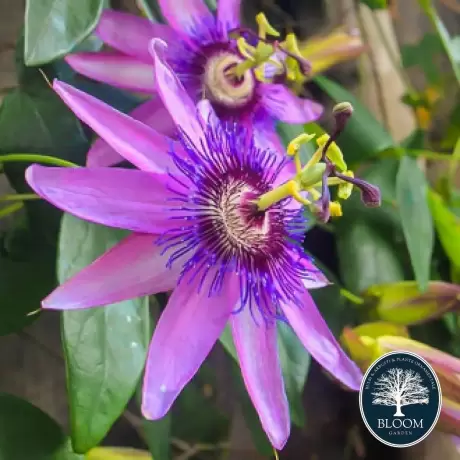 Passiflora (Floarea Pasiunii) Lavender Lady - Ghiveci 2 l - Inaltime 40 - 50 cm