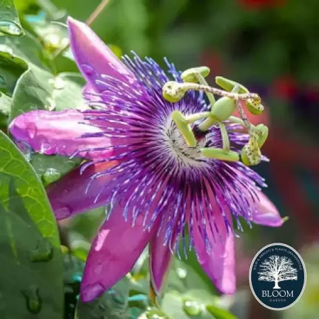 Passiflora (Floarea Pasiunii) Purple Hybrid - Ghiveci 2 l - Inaltime 40 - 50 cm