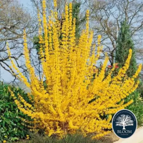 Forsythia Golden Times cu Radacina Impachetata - Inaltime 50 - 60 cm