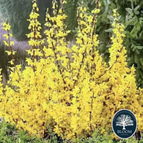 Forsythia Kumsum - Ghiveci 2 L - Inaltime 50 - 60 cm