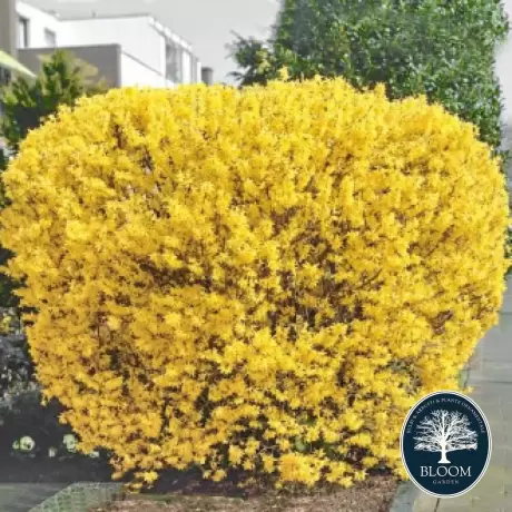 Forsythia Lynwood Gold cu Radacina Impachetata - Inaltime 50 - 60 cm