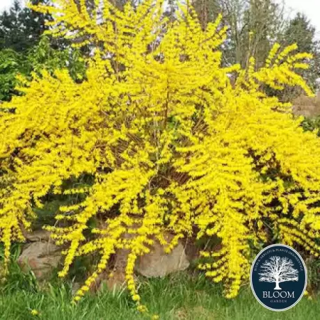 Forsythia Maree Dor cu Radacina Impachetata - Inaltime 50 - 60 cm