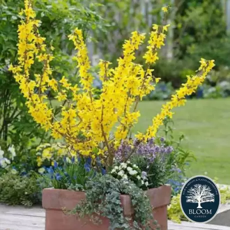 Forsythia Minigold Vromans - Ghiveci 2 L - Inaltime 50 - 60 cm