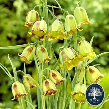 Bulbi de Fritillaria Acmopetala 