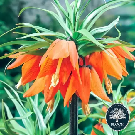 Bulbi de Fritillaria Aurora 