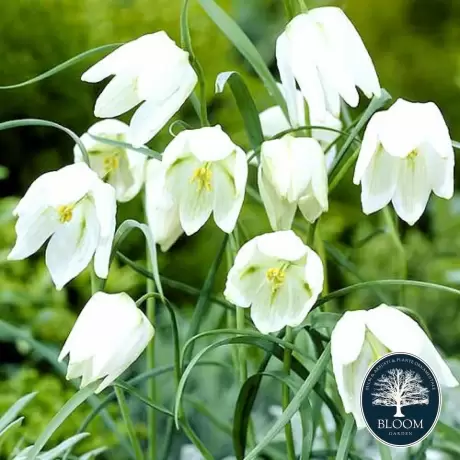 Bulbi de Fritillaria Meleagris Alba