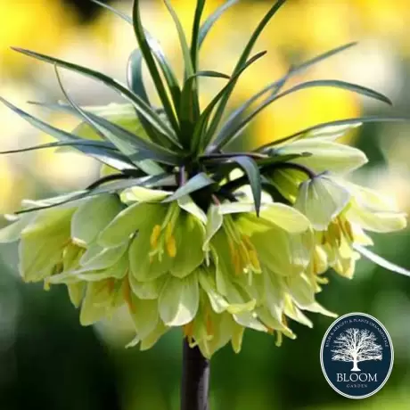 Bulbi de Fritillaria Raddeana 