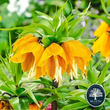 Bulbi de Fritilllaria Striped Beauty 