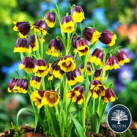 Bulbi de Fritillaria Uva Vulpis