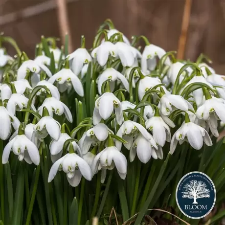 Bulbi de Galanthus American Meadowns