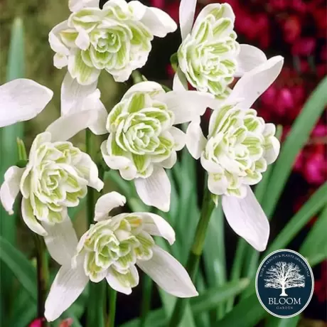 Bulbi de Galanthus Flore Pleno