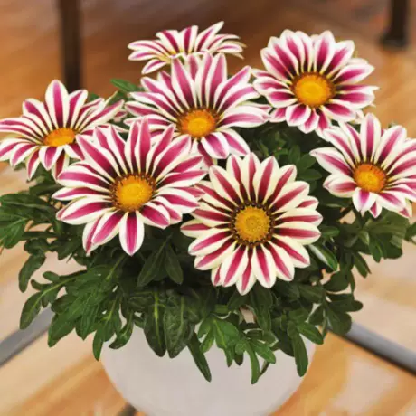 Gazania Splendens - Alba / Violet - La Ghiveci - Înălțime 25 - 30 cm