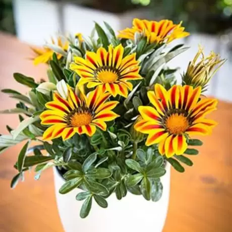 Gazania Splendens - Galben / Rosu - La Ghiveci - Înălțime 25 - 30 cm