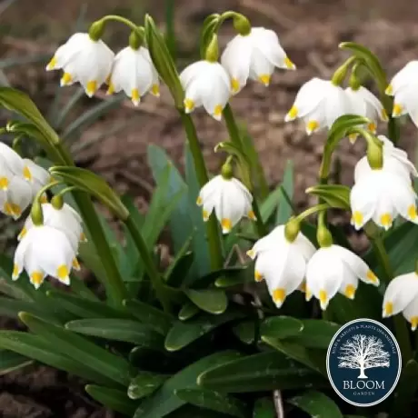 Bulbi de Ghiocel Gigant (Leucojum)