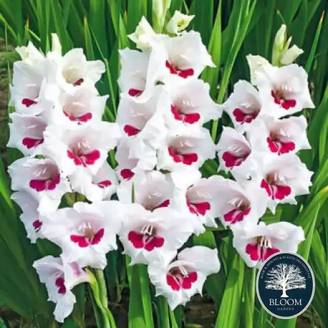 Bulbi de Gladiole Ajax