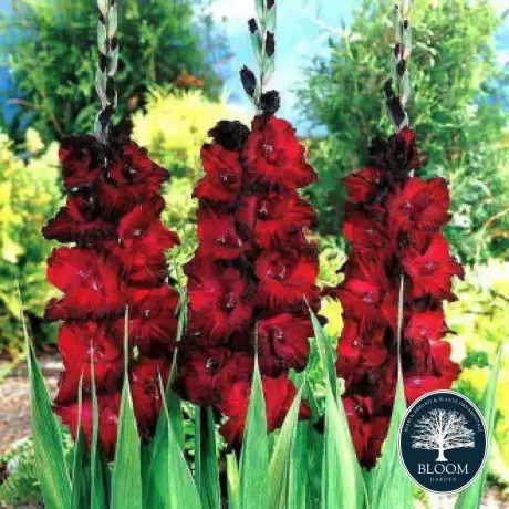 Bulbi de Gladiole Black Jack 