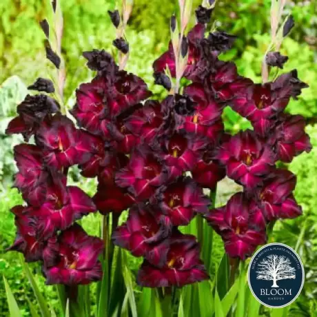 Bulbi de Gladiole Black Surprise