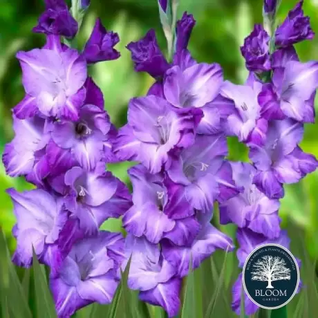 Bulbi de Gladiole Blue Isle 