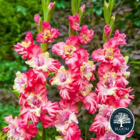 Bulbi de Gladiole Broken Heart Frizzle 