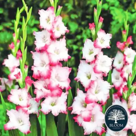 Bulbi de Gladiole Cheops