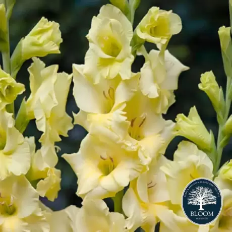 Bulbi de Gladiole Debbyann 