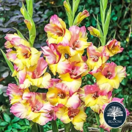 Bulbi de Gladiole Dynamite 