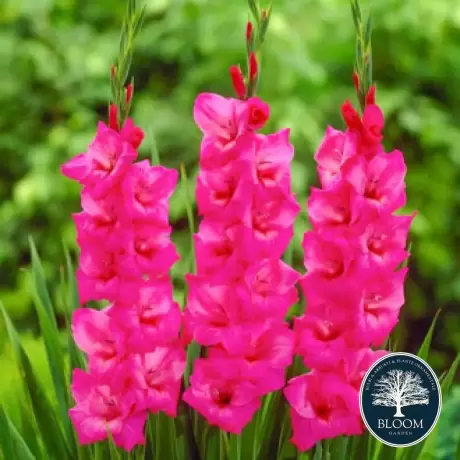 Bulbi de Gladiole Fidelio 