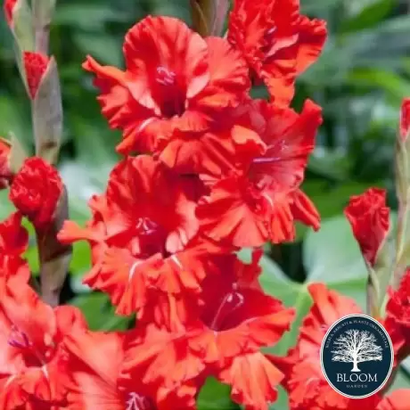 Bulbi de Gladiole Fire Ruffle 