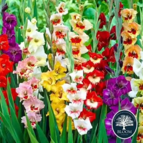 Bulbi de Gladiole Garden Velvet Mix Multicolor