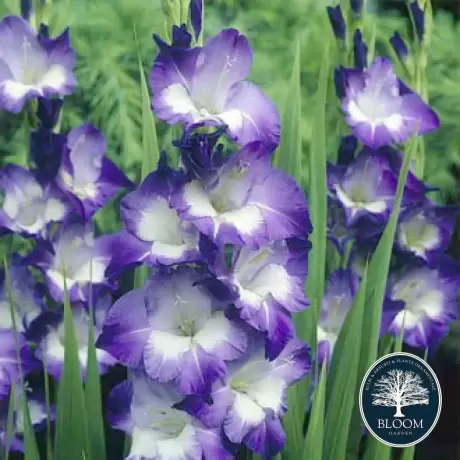 Bulbi de Gladiole Kings Lynn 