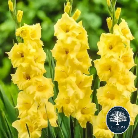 Bulbi de Gladiole Lemon Drop