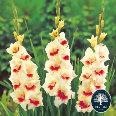 Bulbi de Gladiole Messina 